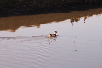 A duck swimming in water