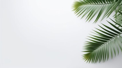 Fototapeta na wymiar Palm leaves on a white background. Light and shadow of leaves, Abstract silhouette of tropical leaves, natural wallpaper pattern, spring, summer texture, place for text