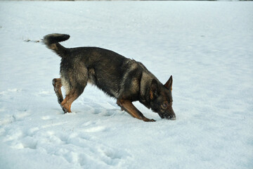 Beautiful German Shepherd dog playing in a snowy meadow on a sunny winter day in Skaraborg Sweden