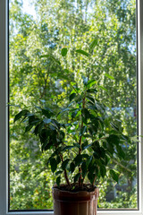 Ficus Benjamin on the window in summer