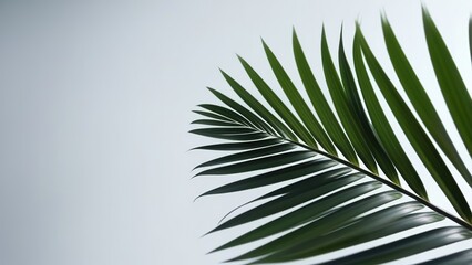 Fototapeta premium Palm leaves on a white background. Light and shadow of leaves, Abstract silhouette of tropical leaves, natural wallpaper pattern, spring, summer texture,