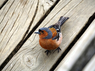 Chaffinch (pahirini) bird from new-Zealand
