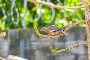 bird on tree