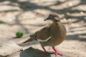 Bird walking 