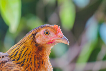 chicken on the farm