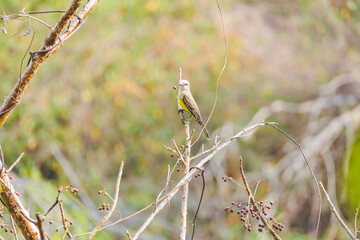 bird on a branch resting