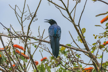 bird on a branch
