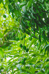 green young mangoes on branch