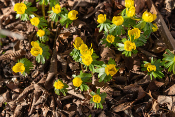 yellow winter aconite or eranthis (buttercup family known as Ranunculaceae) in bloom in an late winter garden