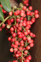 small wild red berry inedible