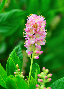 Clethra alnifolia "Ruby Spice" in a park near Columbus, OH, July
