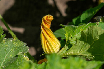 Blooming squash in the summer in the garden