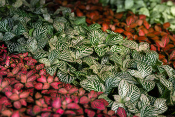 Red and green fittonia flowers. Flower exhibition in Amsterdam. Phytonia leaves are divided into several rows according to color. Close-up.