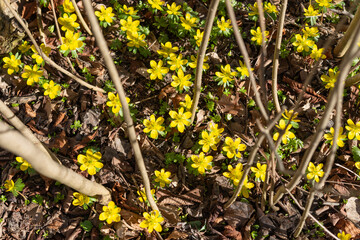 yellow winter aconite or eranthis (buttercup family known as Ranunculaceae) in bloom in an late winter garden