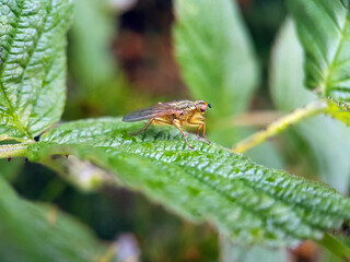 Yellow dung fly macro
