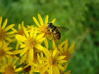 Macr hoverfly insect spring