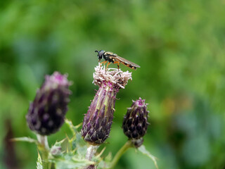 Macr hoverfly insect spring
