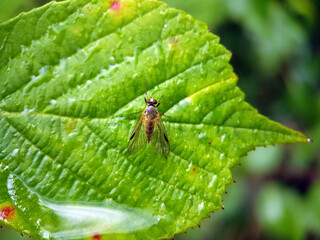 Macro fly on a leaf