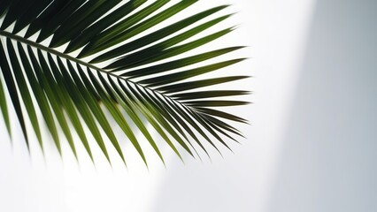 Palm leaves on a white background. Light and shadow of leaves, Abstract silhouette of tropical leaves, natural wallpaper pattern, spring, summer texture