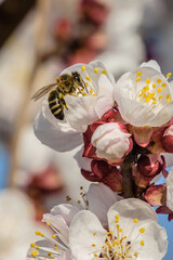 Marillenbl&uuml;te Wachau 