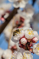 Marillenbl&uuml;te Wachau 