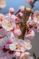 Marillenbl&uuml;te Wachau 