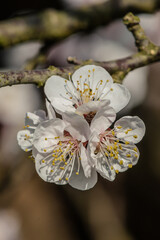 Marillenbl&uuml;te Wachau 
