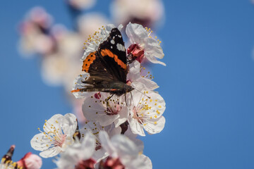 Marillenbl&uuml;te Wachau 