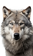 Fototapeta premium face of a serious wolf on a white background photo сreated with Generative Ai