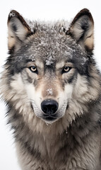 Fototapeta premium face of a serious wolf on a white background photo сreated with Generative Ai