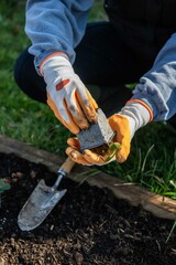 Erdbeeren im Garten pflanzen, Erdbeerpflanzen, 
