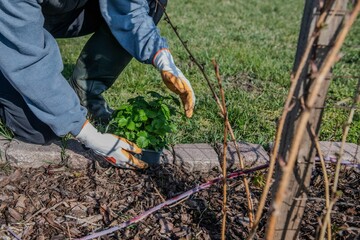 Erdbeeren im Garten pflanzen, Erdbeerpflanzen, 
