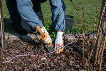 Erdbeeren im Garten pflanzen, Erdbeerpflanzen, 
