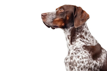 side view of dog isolated on white background

