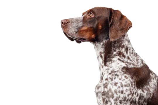 side view of dog isolated on white background
