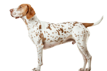 side view of dog isolated on white background

