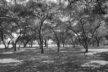 Park Landscape with Trees in Black and White