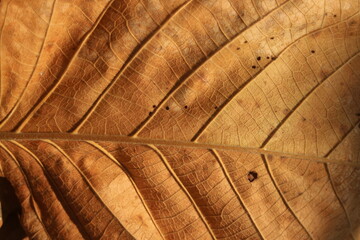 Leaf background texture 