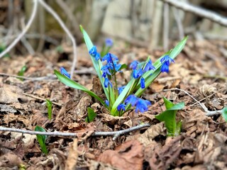 Bluebell Sprouts in Forest