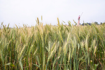 Wheat grain field closeup spike with blue sky image
