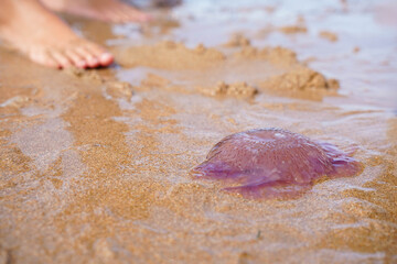 a foot near a purple jellyfish in the sand on the beach. Danger of medusa invasion on summer...