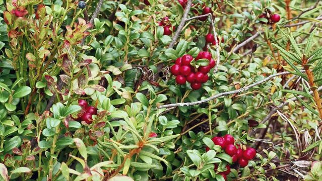 The red lingonberry berry grows in the forest on a bush. Wild wild berry. Nature in autumn. Ripe lingonberry in a quiet sunny forest. Lingonberry berries on cinematic bushes among moss in the forest. 