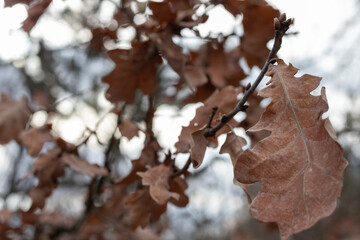 Dry oak leaves on a tree branch