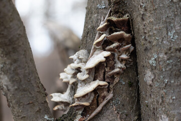 Close up view of white mushrooms grows on a tree