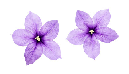 purple flowers isolated on transparent background cutout