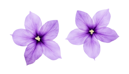 purple flowers isolated on transparent background cutout