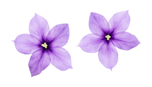 purple flowers isolated on transparent background cutout
