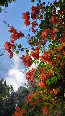 Red Flowers against a blue sky