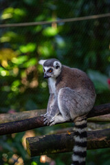 Lemurs in a natural environment, close-up, portrait of the animal on Guadeloupe au Parc des Mamelles, in the Caribbean. French Antilles, France