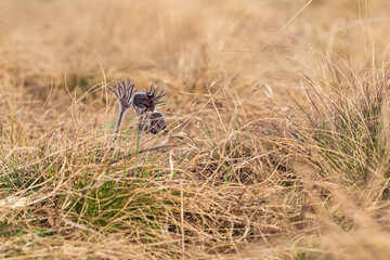 Spring purple flower in the meadow - Grasshopper - Pulsatilla pratensis at sunset.